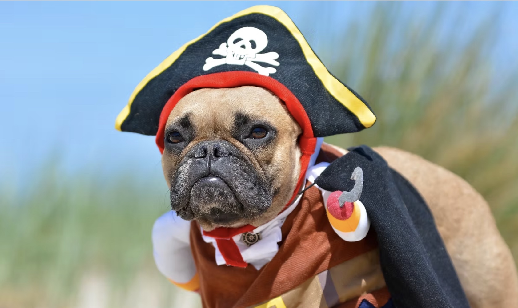 pug at lennox love festival pug at lennox love festival