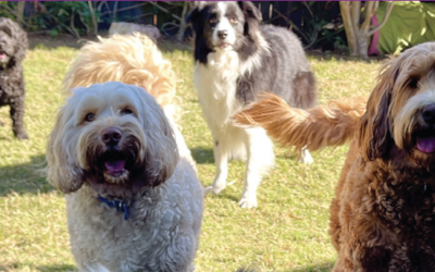 NRAS 25th Anniversary – Dogs Day Out